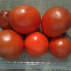 Tomates anciennes mélange selon récolte Coeur de Boeuf, Andine, Noire de Crimée, Green Zebra..