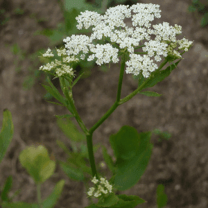 Plant de Chervis