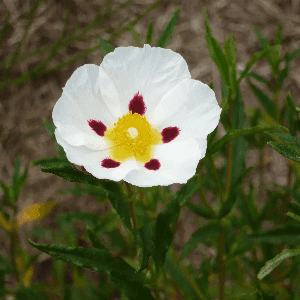 Plant de Ciste ladanifère