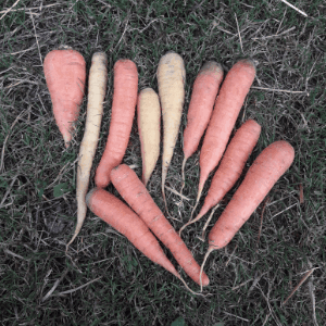 carottes
