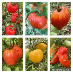 Assortiment tomates