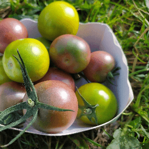 Tomates cerises