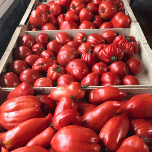 tomates anciennes