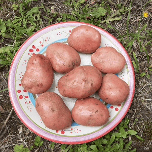 Pomme de terre à chair fondante "Désirée" (Sarrat)