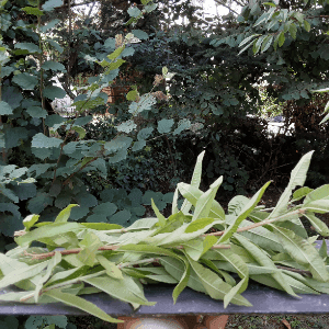Verveine citronnelle (Sarrat)