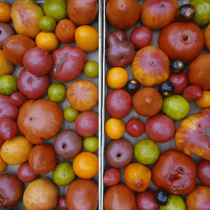 Tomates anciennes