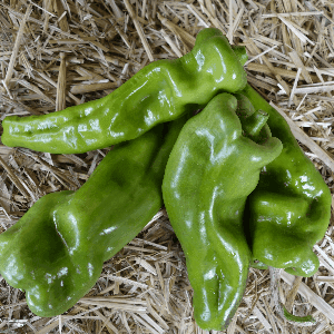Poivrons verts