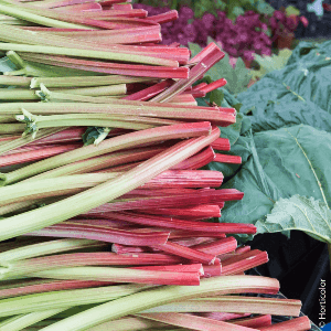 rhubarbe victoria