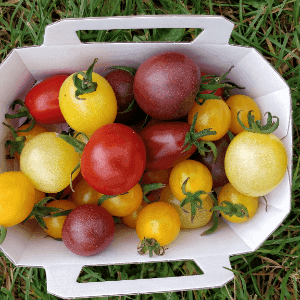 TOMATE CERISE MELANGE vrac