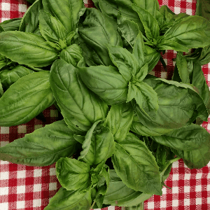 BASILIC