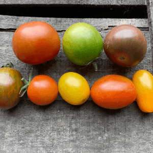 Tomates apéritifs mélangées