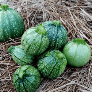 Courgettes rondes