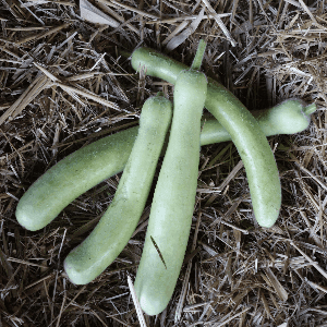 Courgettes Slaouï