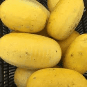 courge spaghetti au kg