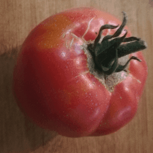 Tomates anciennes rouges