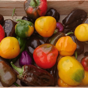 Assortiment de poivrons