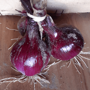 Oignons rouges
