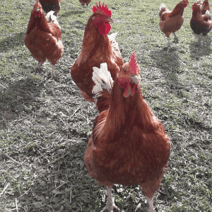 Poulet prêt à cuire