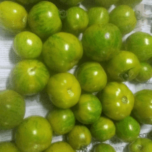 Tomates green zebra