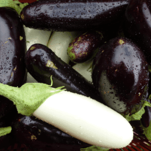 Aubergine