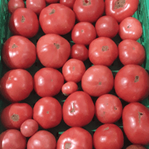 Tomate
