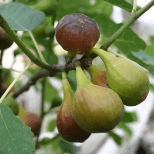 Figues vertes bio