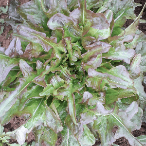 salade cocarde