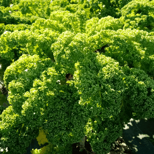 Chou kale