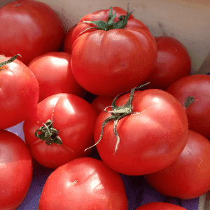 Tomate ronde