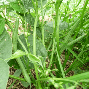 Haricot vert Rugally