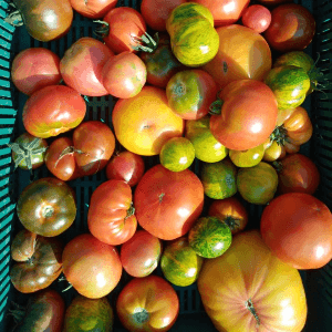 Tomates (Sarrat)