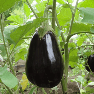 Aubergines