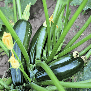 Courgettes