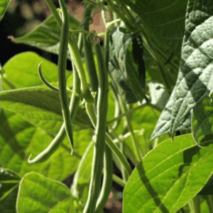 Haricots verts