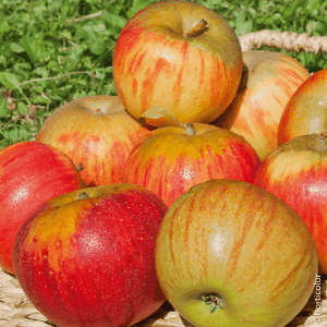 8 - Pommes variées 