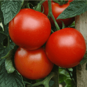 Tomates rondes rouges