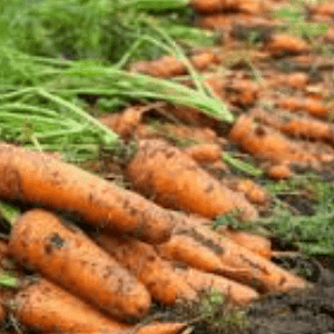 Carottes non lavées