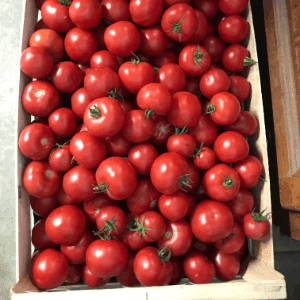 Tomates à coulis