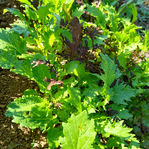 Mesclun