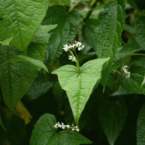 Plant de légume vivace - EPINARD ARBUSIF