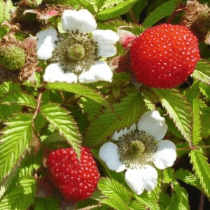 Plant de petit fruit - FRAMBOISIER FRAISE