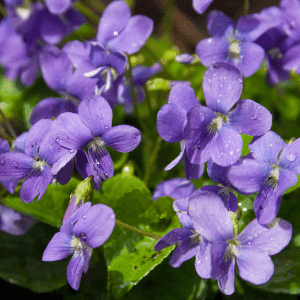 Plant de fleur vivace - VIOLETTE ODORANTE