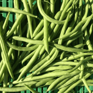Haricot vert (Azun)