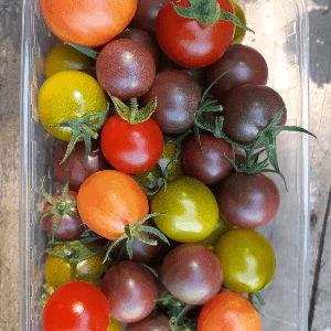 Tomates cerises