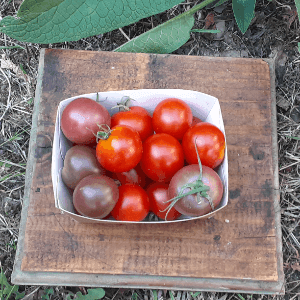 Barquettes de tomates cerises (sarrat)