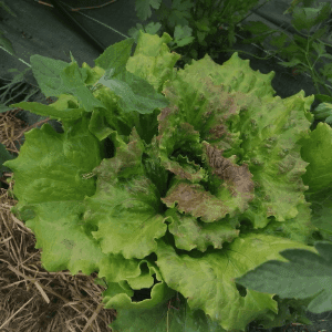 Salade batavia rouge Marinsky