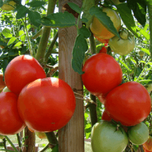 Tomates Merveilles des marchés