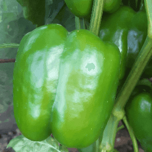 Poivrons verts