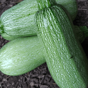 Courgette