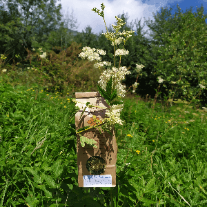 Tisane du Centenaire